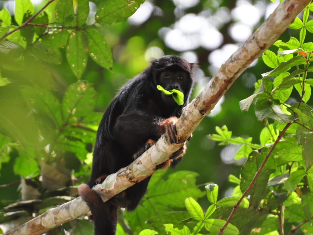 A black red-handed howler monkey with reddish-orange hands holds a green leaf while sitting on a branch. A black red-handed howler monkey with reddish-orange hands holds a green leaf while sitting on a branch.
