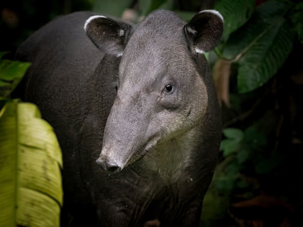 A heavy tapir with grey skin and a short proboscis stands in the lush forest vegetation. A heavy tapir with grey skin and a short proboscis stands in the lush forest vegetation.