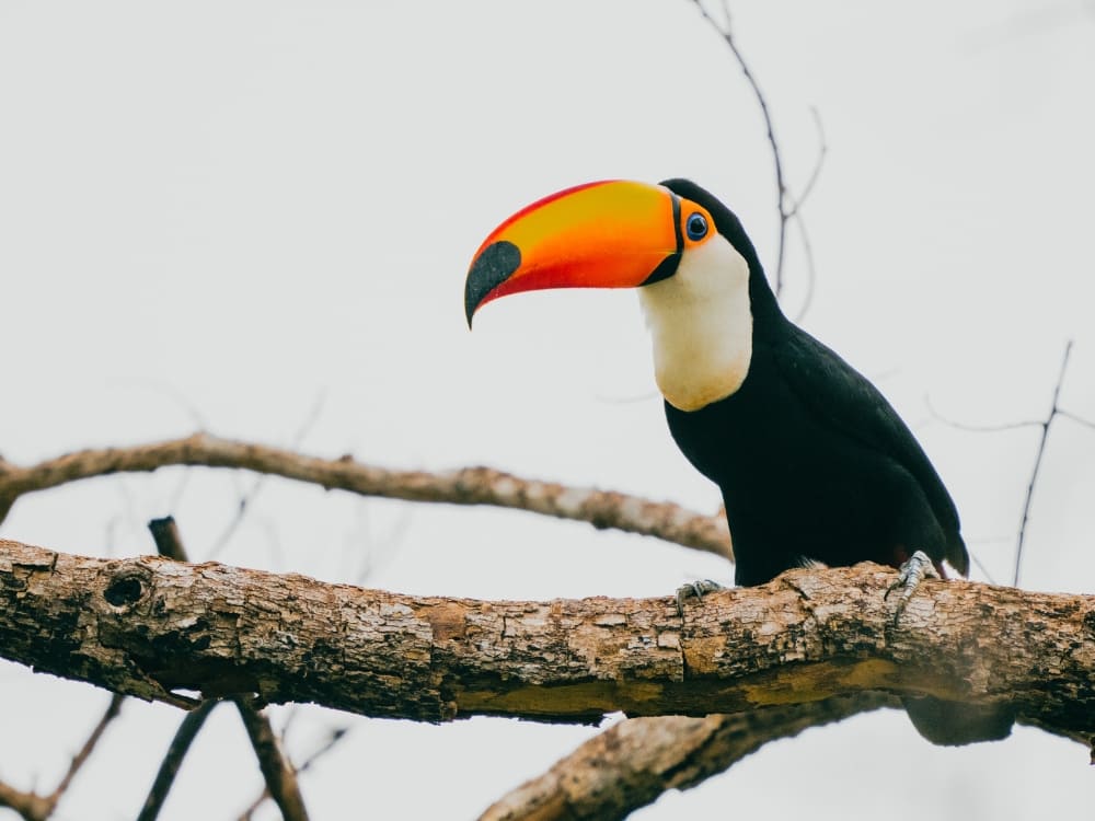 A toco toucan with black-and-white plumage and a massive vibrant orange beak rests on a thick branch. A toco toucan with black-and-white plumage and a massive vibrant orange beak rests on a thick branch.
