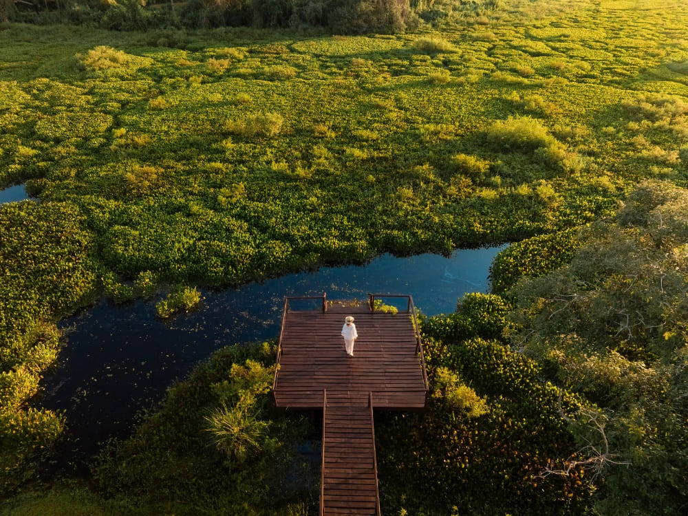 Aerial view of a person standing at the edge of a wooden deck over the water, surrounded by the green flooded areas of the biome. Aerial view of a person standing at the edge of a wooden deck over the water, surrounded by the green flooded areas of the biome.