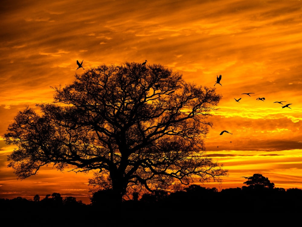 Silhouette of a large tree and flying birds against a vibrant orange and yellow sky during a warm Pantanal sunset. Silhouette of a large tree and flying birds against a vibrant orange and yellow sky during a warm Pantanal sunset.