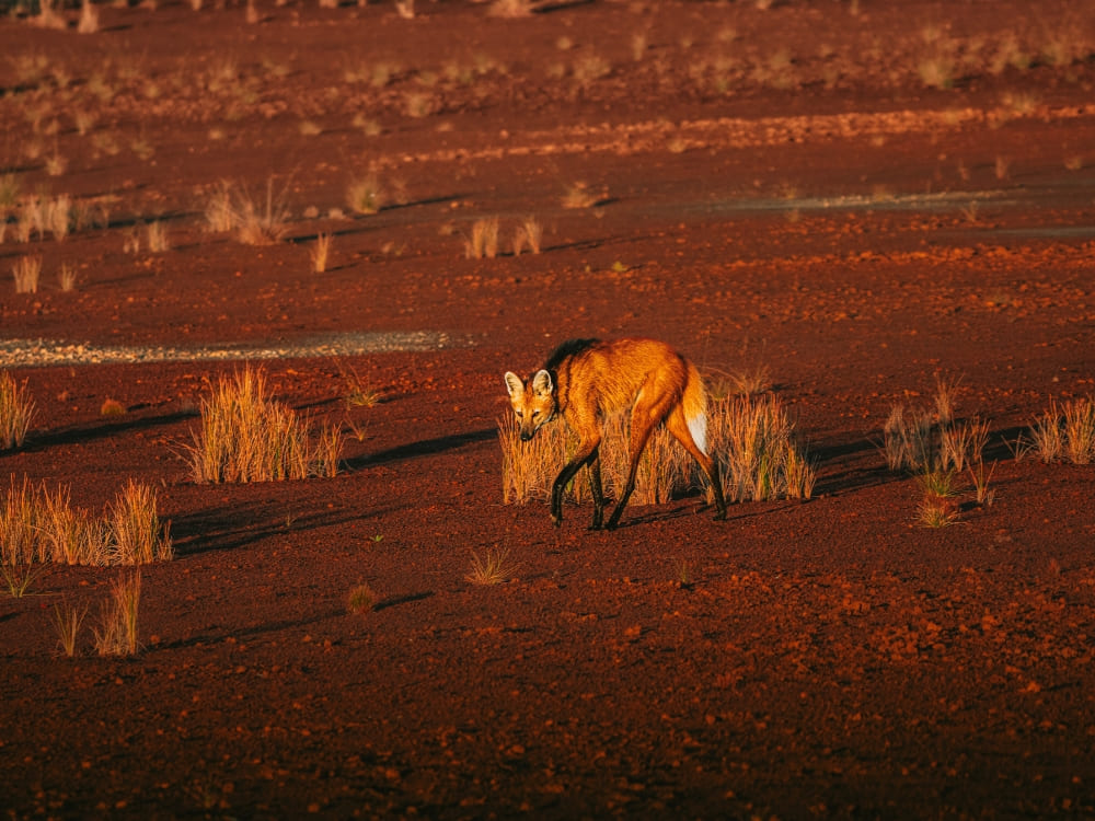 A large maned wolf walking through the dry grass of the Brazilian savanna under the soft late afternoon light. A large maned wolf walking through the dry grass of the Brazilian savanna under the soft late afternoon light.