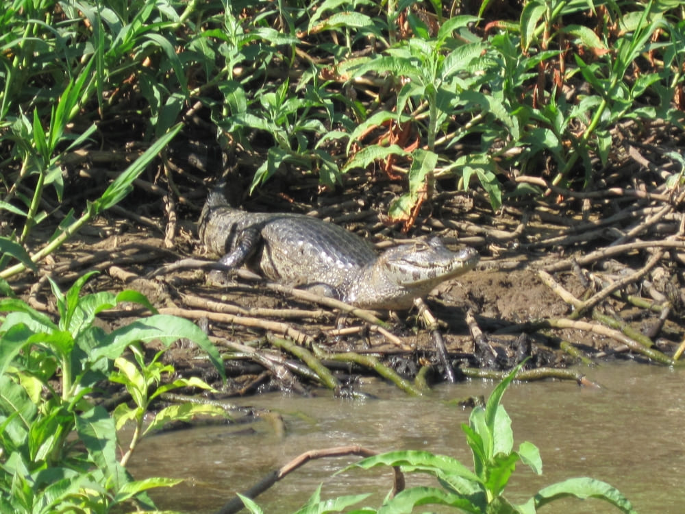 A wild caiman rests on a muddy riverbank surrounded by green foliage, showcasing the rich biodiversity found on Brazilian ecotourism tours. 