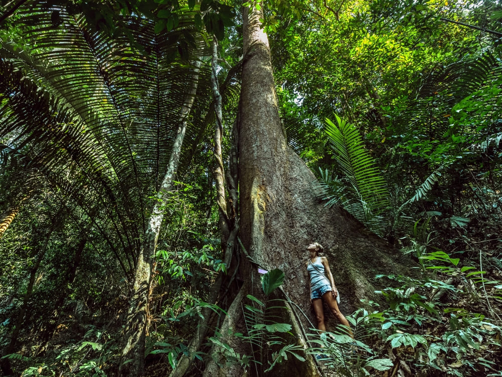  Woman standing and admiring the giant and imposing trunk of an ancient tree amidst the dense green vegetation of the Amazon Rainforest.