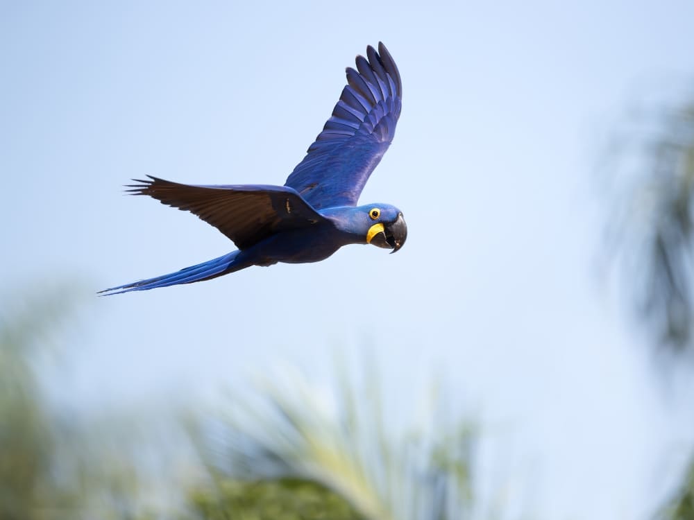  A vibrant blue Hyacinth Macaw in mid-flight with its wings spread wide against a bright sky in the Pantanal biome.