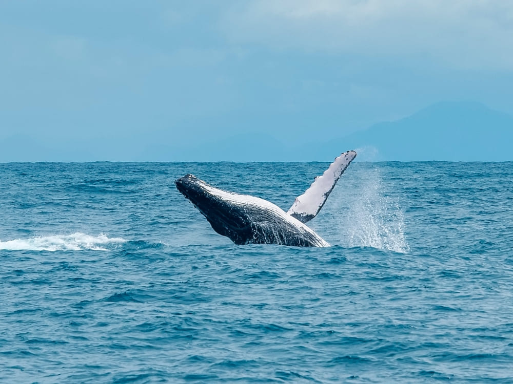 A large humpback whale breaching the ocean surface with its pectoral fin raised against a clear blue sky, showcasing marine life in Bahia.