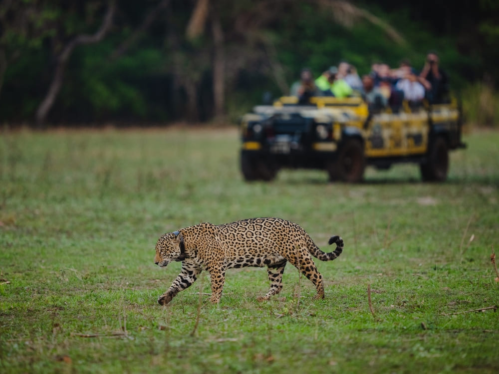 A jaguar walking across a grassy plain in the Pantanal while a group of tourists watches from a yellow safari vehicle as part of the Onçafari Project.