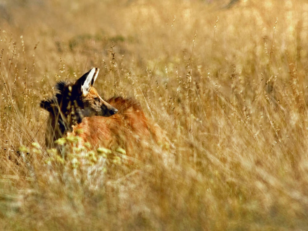  A Maned Wolf with its distinct reddish-brown fur partially hidden while standing in tall, dry grass in the Cerrado biome.
