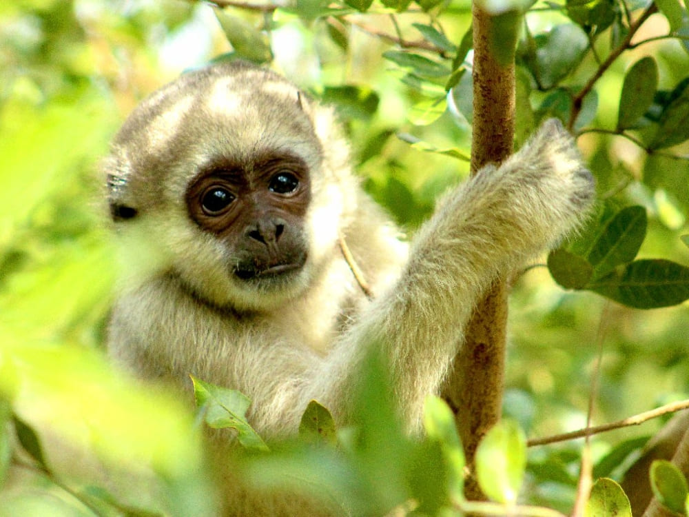  A light-furred Northern Muriqui monkey resting among green tree branches in the Atlantic Forest, protected by the Ibiti Project in Minas Gerais.