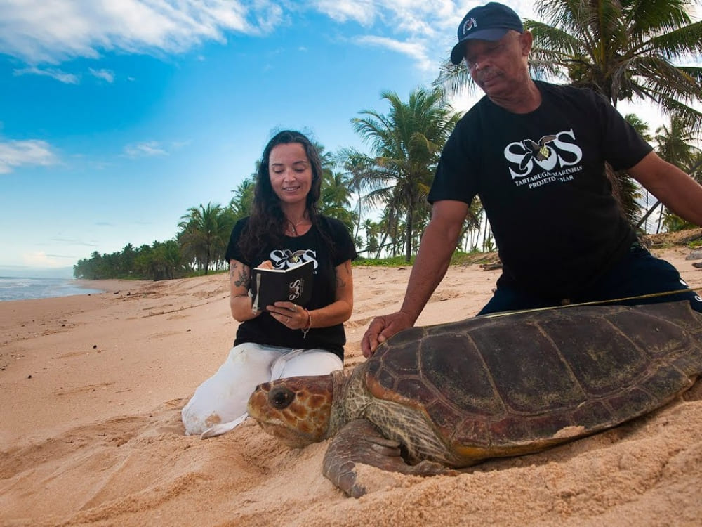 Two researchers on a sandy beach measuring a large sea turtle with a tape measure, highlighting the Tamar Project's efforts to protect marine life.