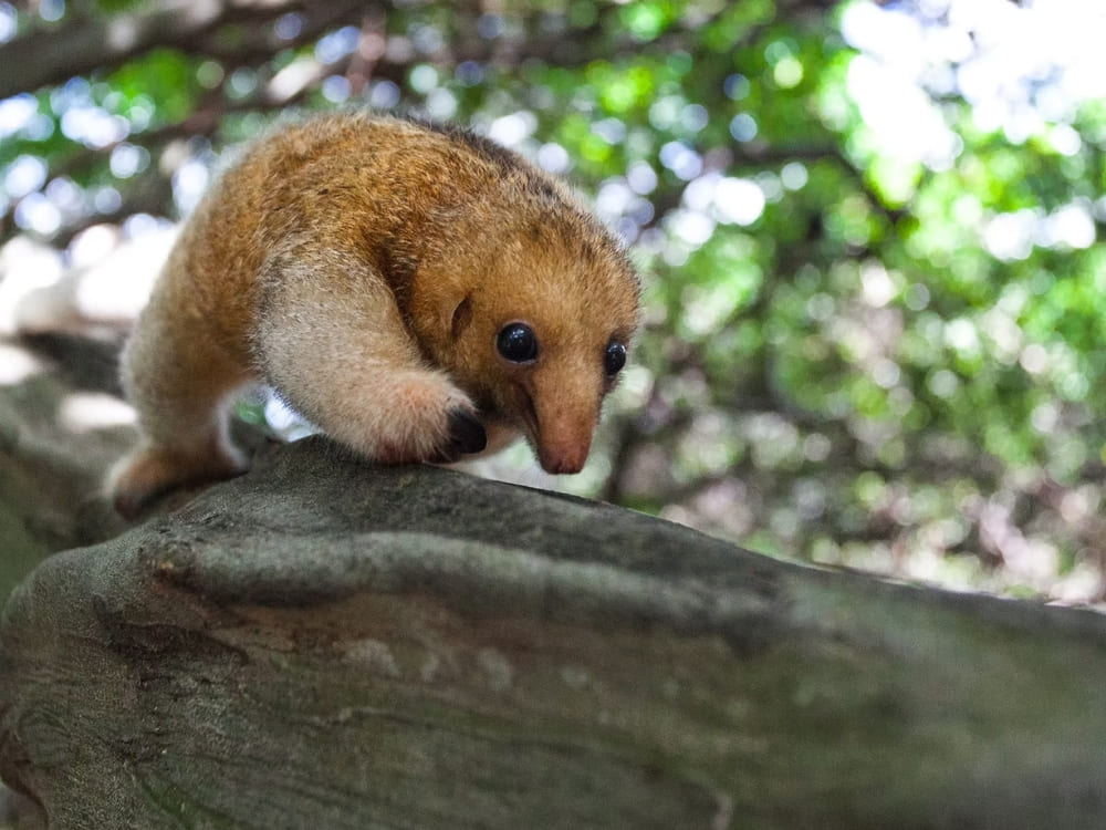 A small, light-brown Silky Anteater clinging to a thick tree branch with a blurred green forest background in Lençóis Maranhenses.