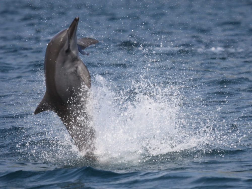 A spinner dolphin leaping high out of the blue ocean water, splashing as it rotates, protected by the Spinner Dolphin Project in Pernambuco.