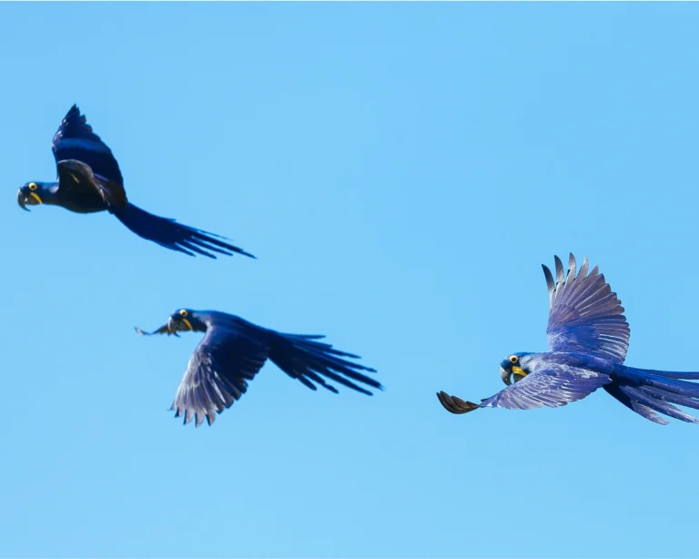 10 Amazing Facts About the Pantanal