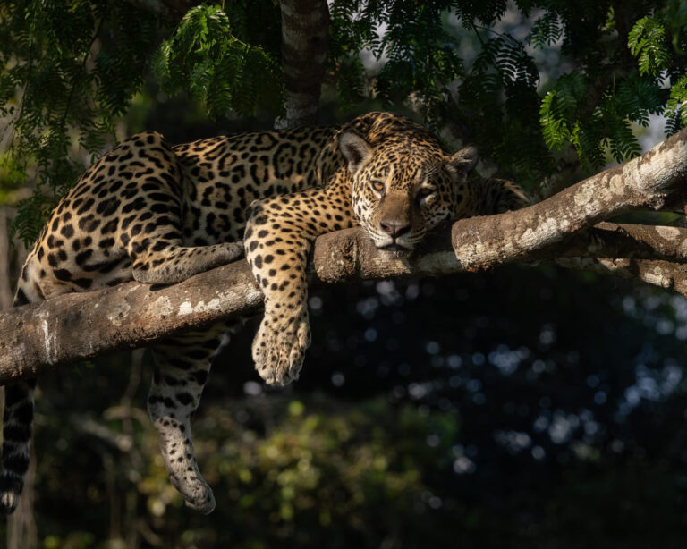 Où observer les jaguars dans le Pantanal