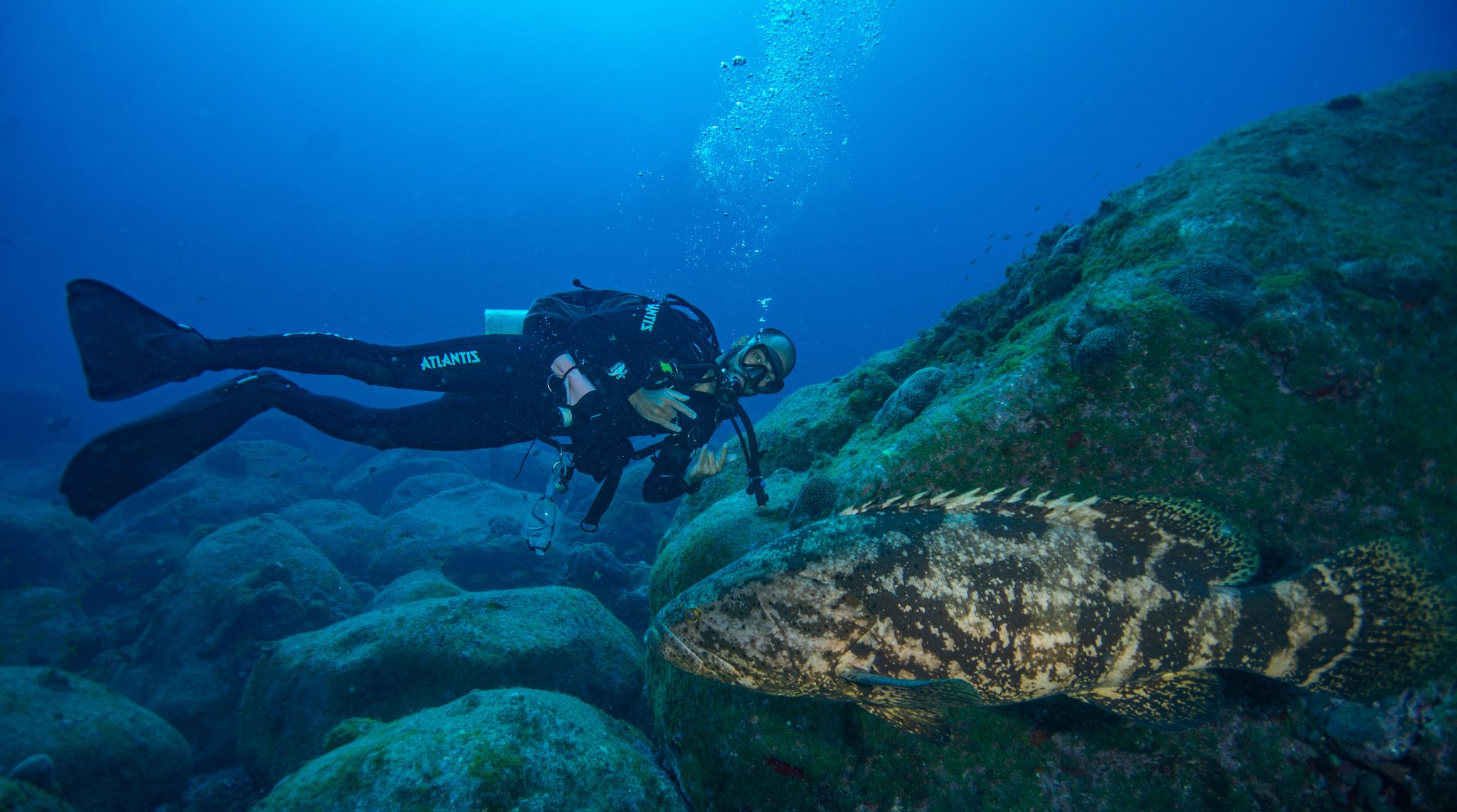 Nose to nose with one of the ocean's giants — no glass between you. Photo: Ana C Duarte A scuba diver hovers face-to-face with a massive mottled grouper resting on algae-covered boulders during a 2-day diving package in Fernando de Noronha, bubbles rising into deep blue water above