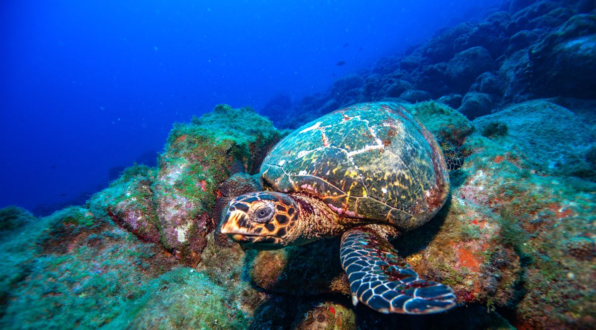 Patterned shell, ancient gaze — a hawksbill turtle at home on the reef. Photo: Zaira Matheus A hawksbill sea turtle resting on algae-covered volcanic rocks during a 2-Day Diving Package in Fernando de Noronha, with deep blue water stretching into the background