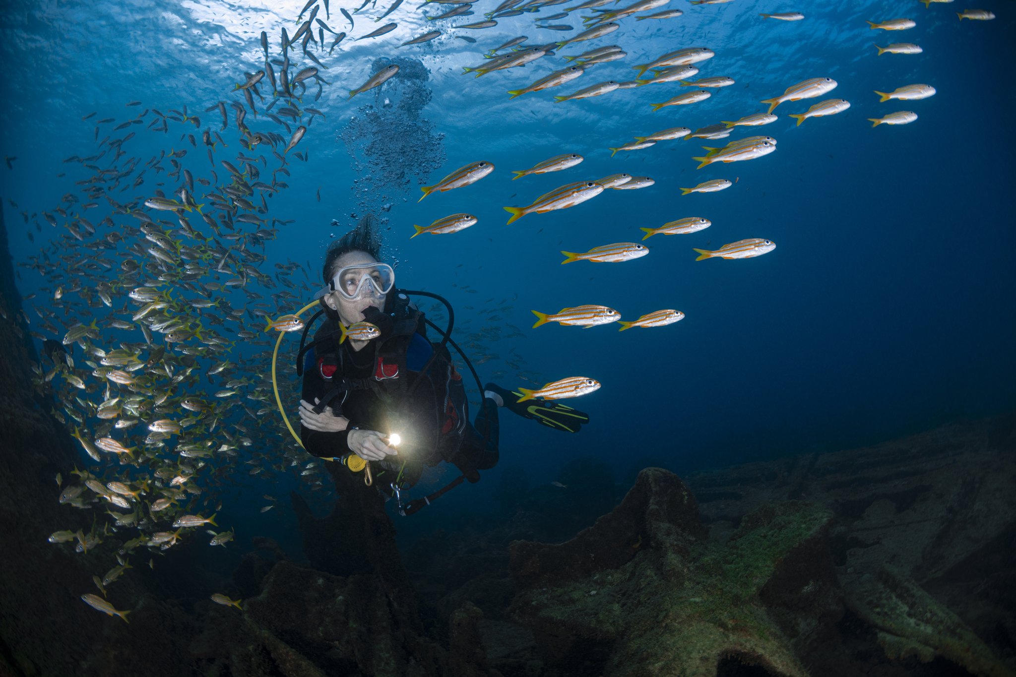 Surrounded on all sides — a torchlit diver and a swirling mass of yellow-striped fish sharing the same blue world. Photo: Global_Pics A scuba diver holding a torch hovers among a dense school of yellow-striped fish over a rocky reef during a 2-Day Diving Package in Fernando de Noronha