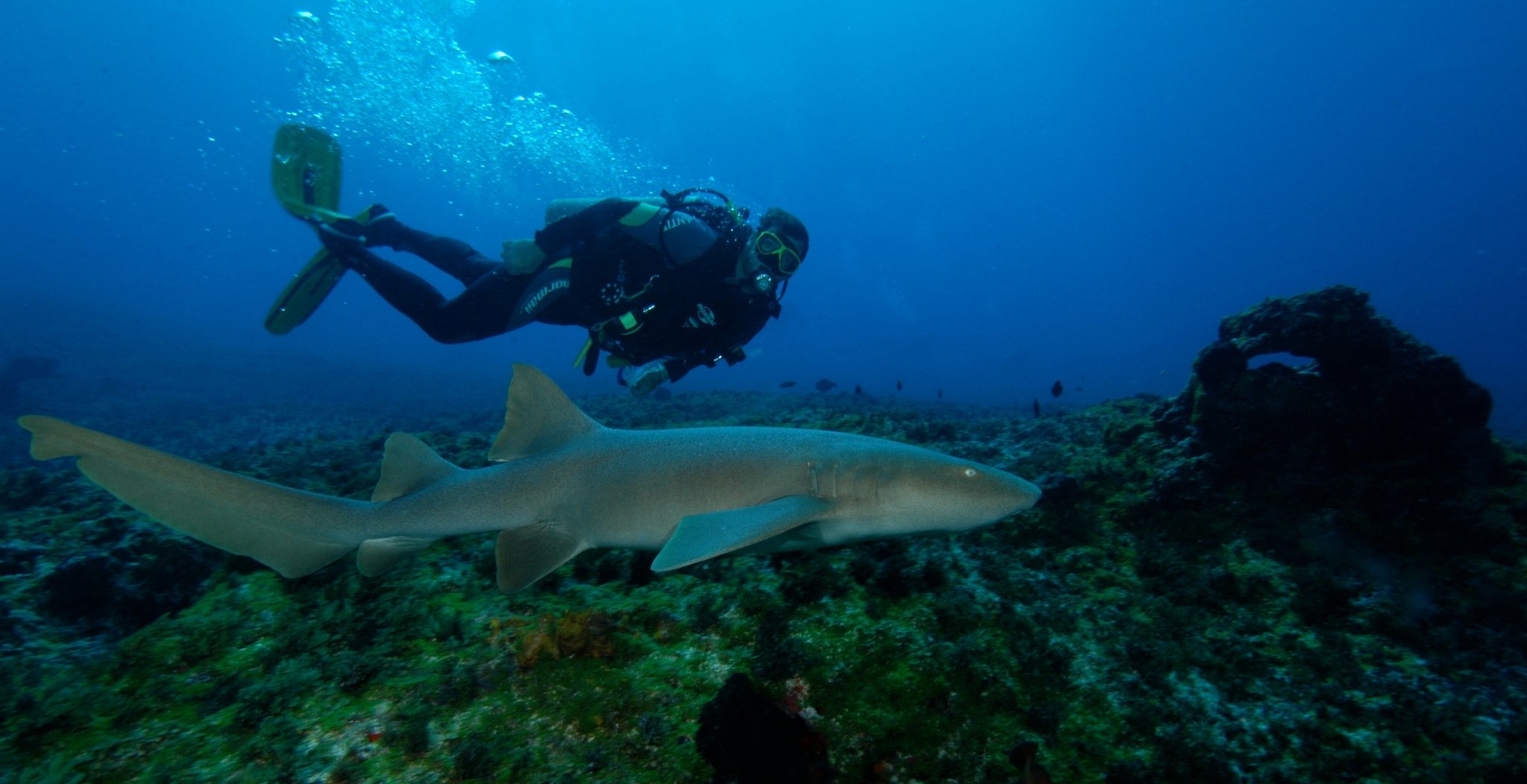 A scuba diver hovers above an algae-covered reef while a large reef shark glides past in the clear blue water, a highlight of the 2-Day Diving Package in Fernando de Noronha