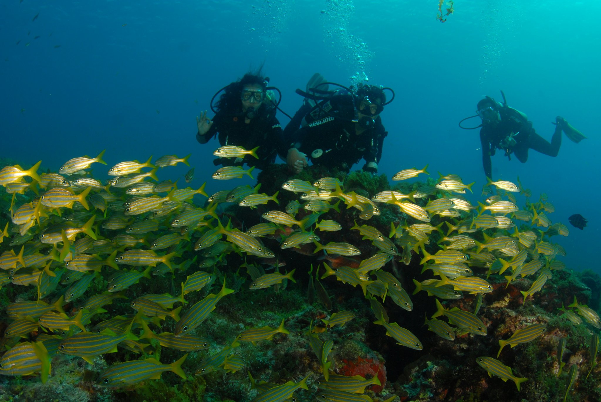Hundreds of yellow-striped fish, one waving diver — reef life at its most vivid. Three scuba divers hover above a coral reef while a dense school of yellow-striped fish swirls in the foreground during a 2-Day Diving Package in Fernando de Noronha