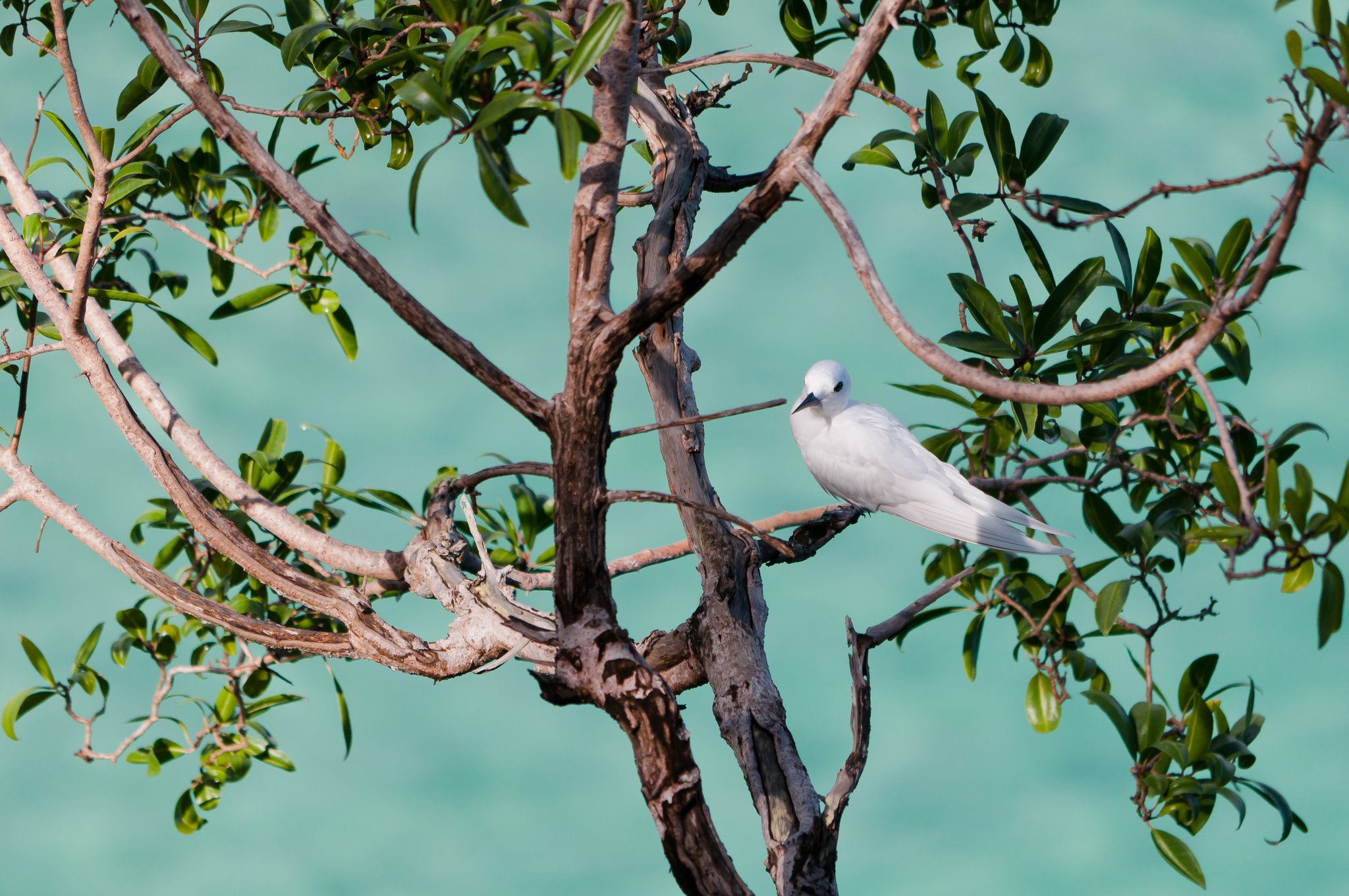 A pure-white seabird with dark eyes perches on a twisted branch in Fernando de Noronha, turquoise water shimmering in the background — a reminder of the pristine nature surrounding this 2-Day Diving Package in Fernando de Noronha destination