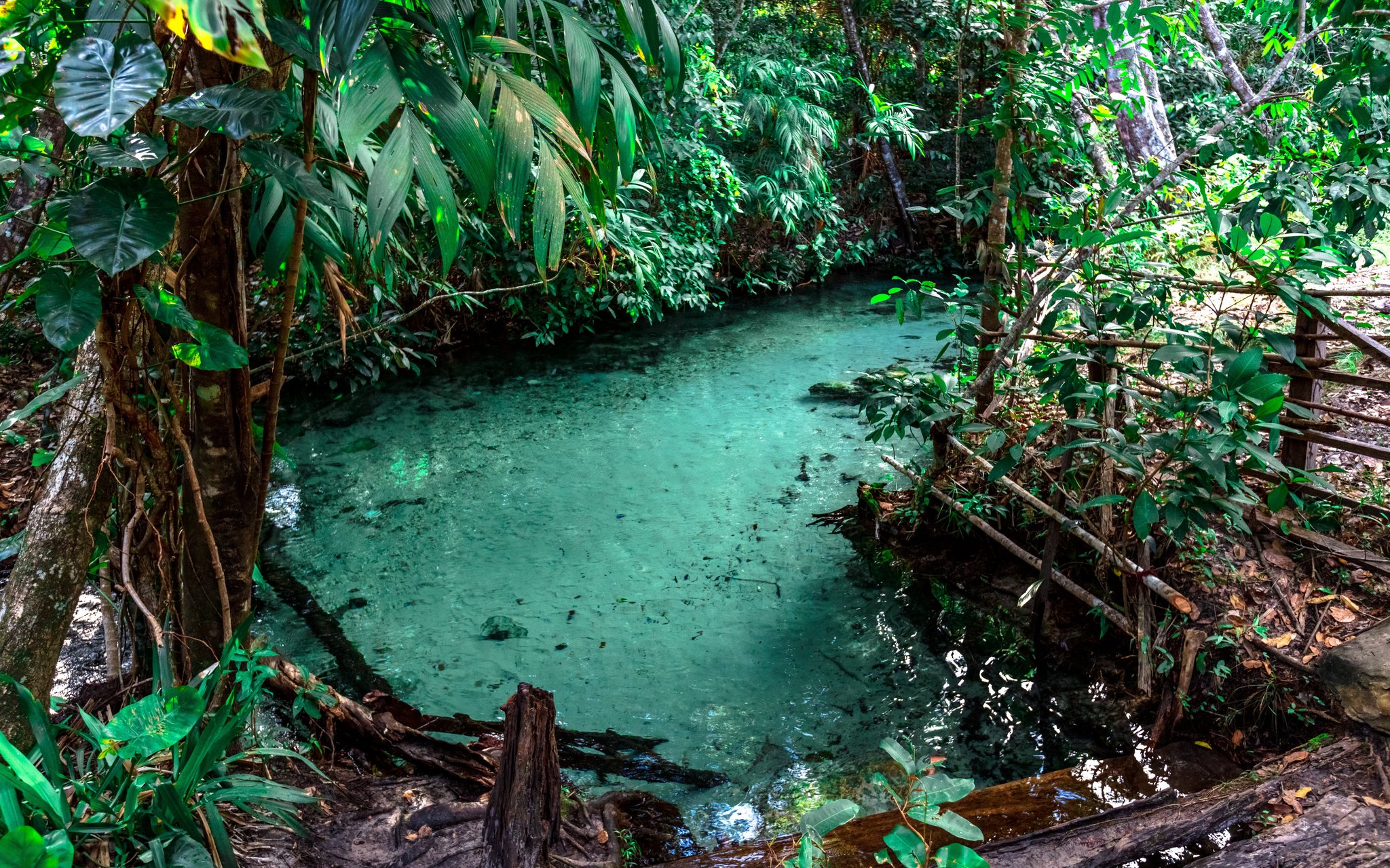 A turquoise natural spring pool surrounded by dense tropical vegetation on the 4-day Jalapão tour, with crystal-clear water revealing the sandy bottom below