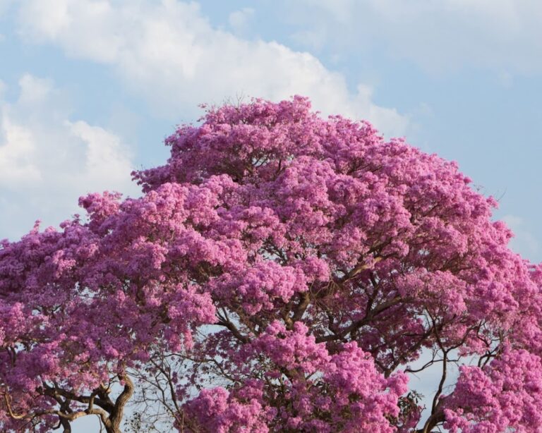 A German Solo Female Traveler’s Journey Through the Amazon and the Pantanal