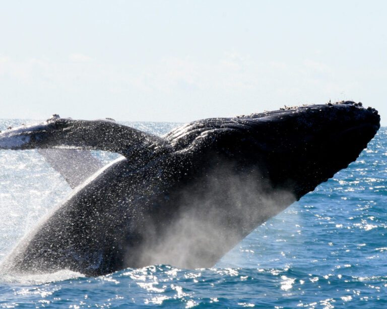 Arcipelago di Abrolhos, Brasile: guida di viaggio
