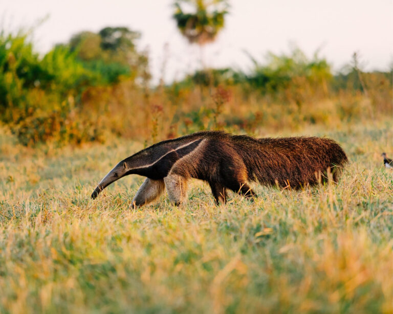 How many days should you stay in the Pantanal, Brazil?