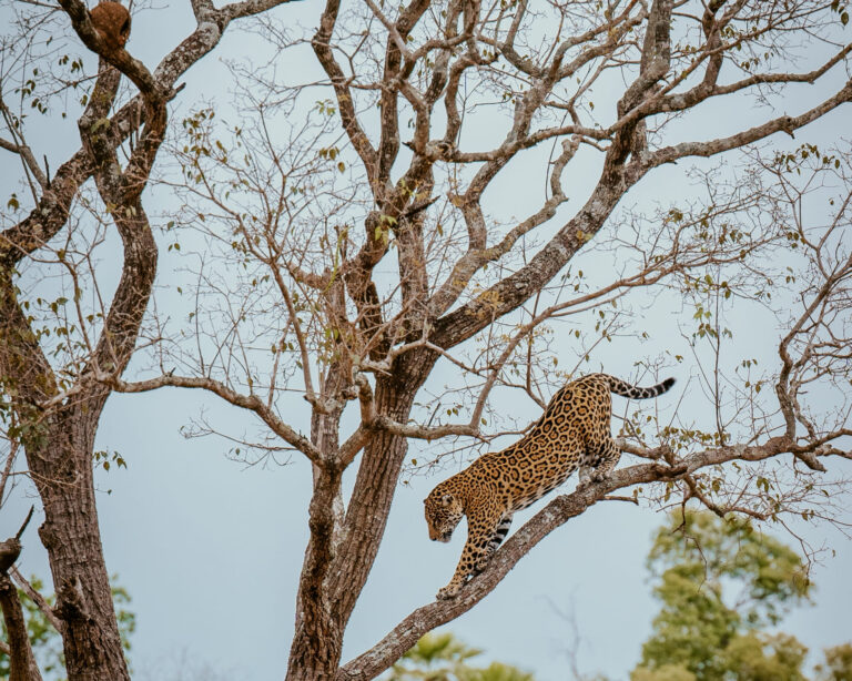 10 Fascinating Facts About Jaguars and Why Brazil Is Their Stronghold
