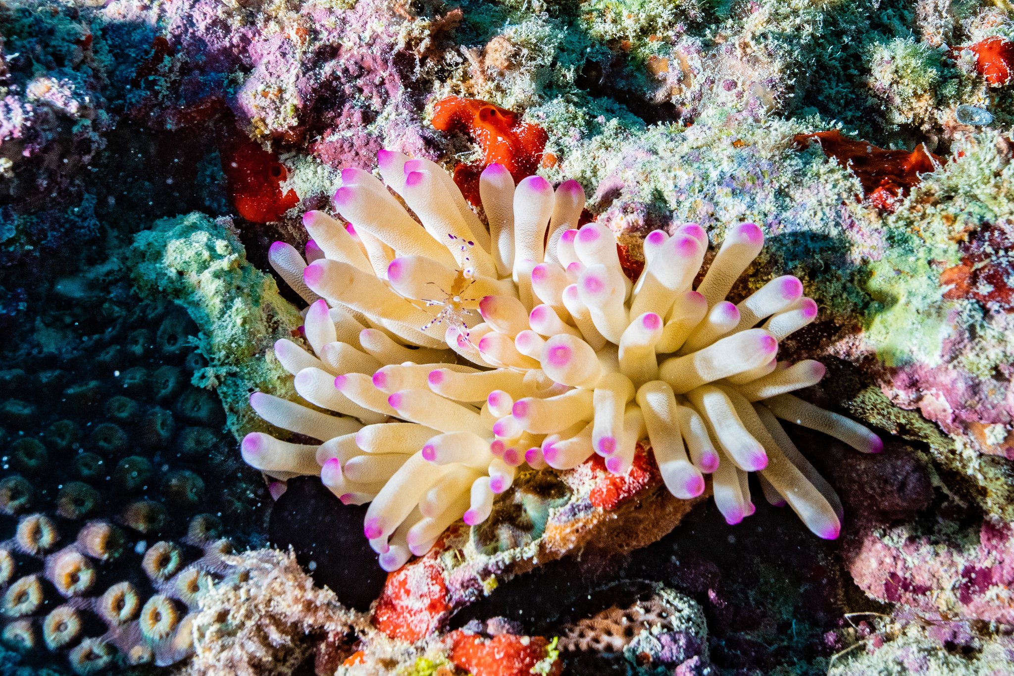White sea anemone with vivid pink-tipped tentacles fully extended on a colorful coral reef during an Abrolhos tour, with a tiny cleaner shrimp visible among the tentacles