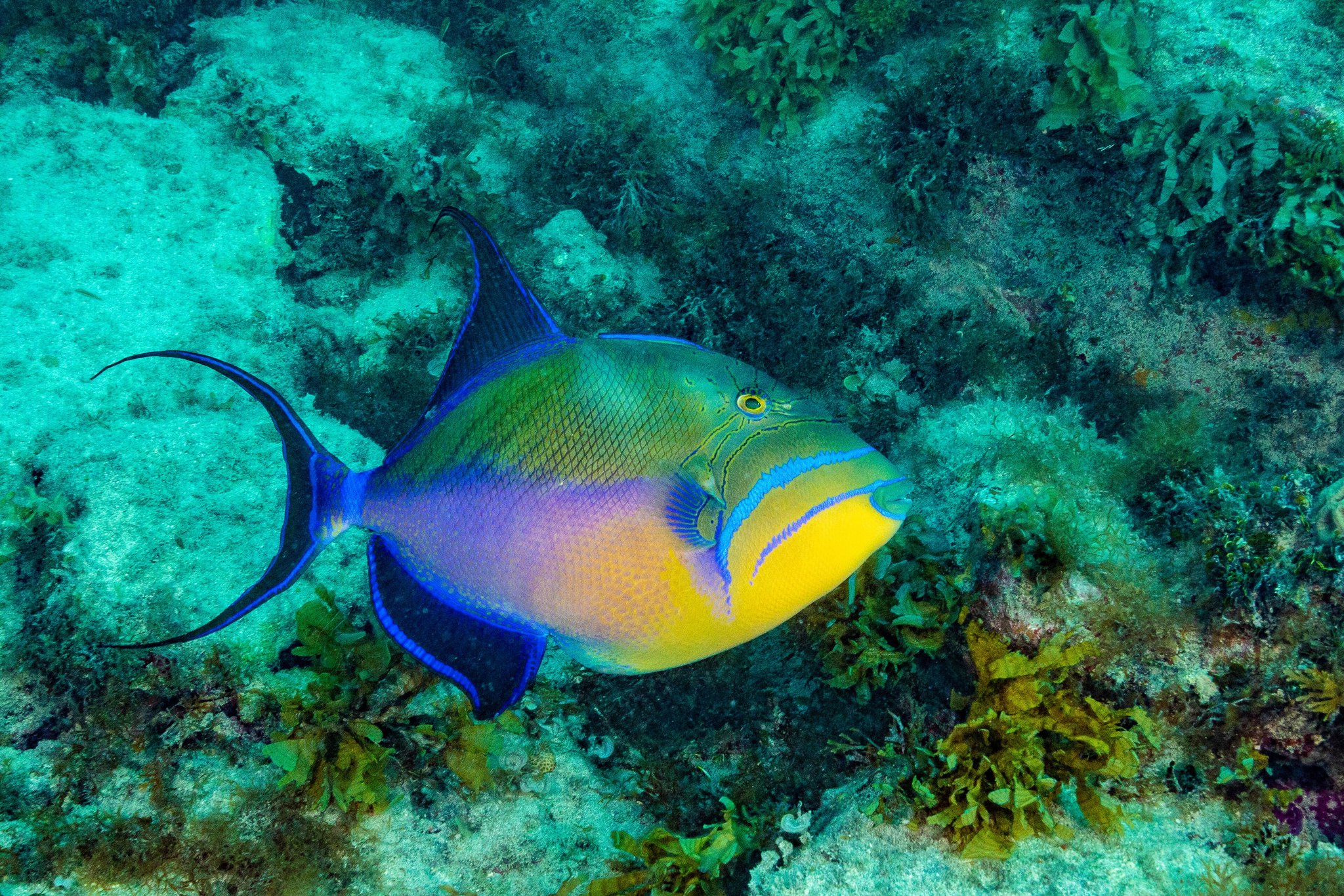 A vividly coloured queen triggerfish with yellow, purple, and blue markings gliding over a rocky coral reef during an Abrolhos tour