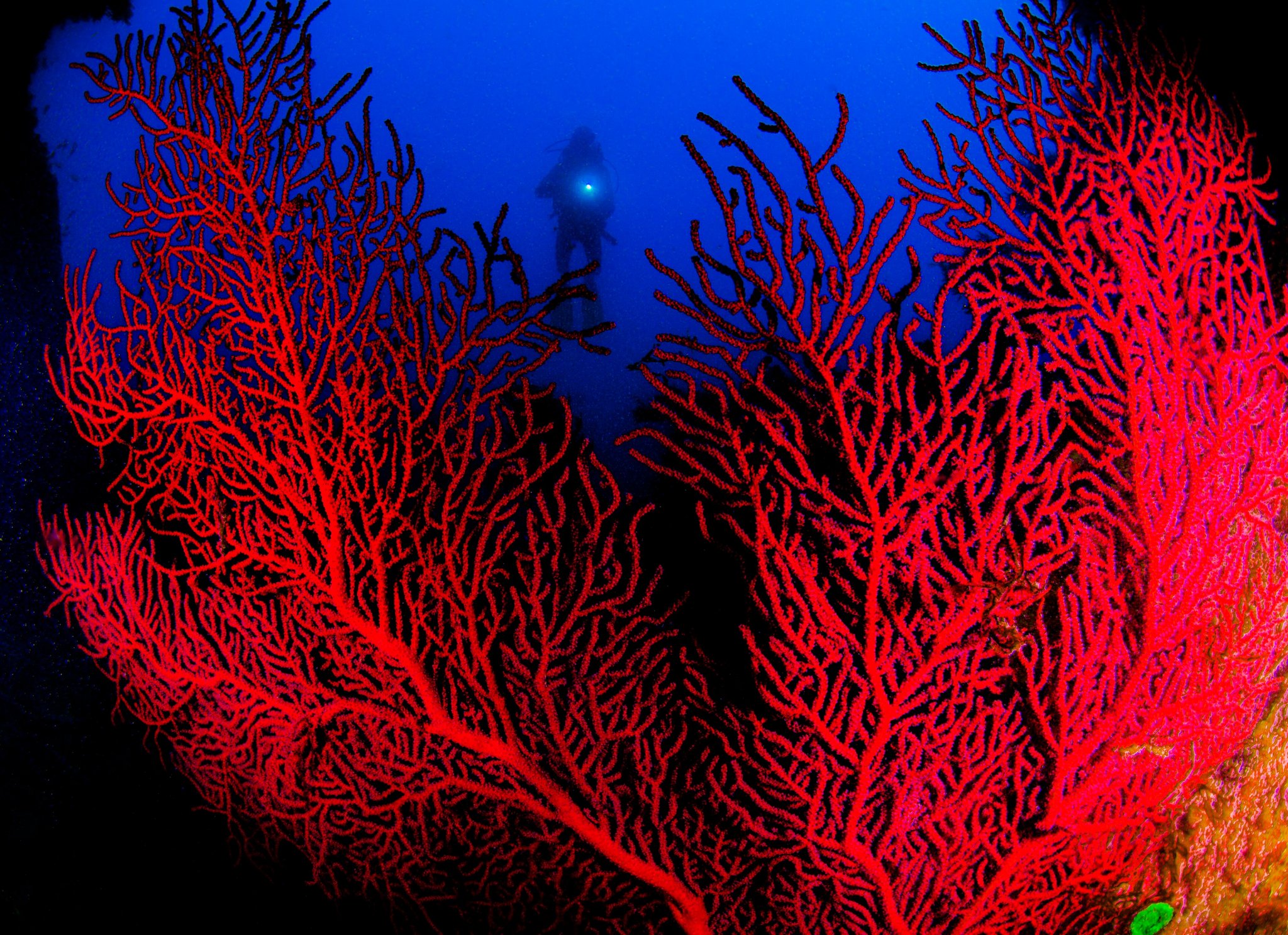A vast red gorgonian sea fan fills the foreground during abrolhos tours, with a scuba diver silhouetted against deep blue water in the background
