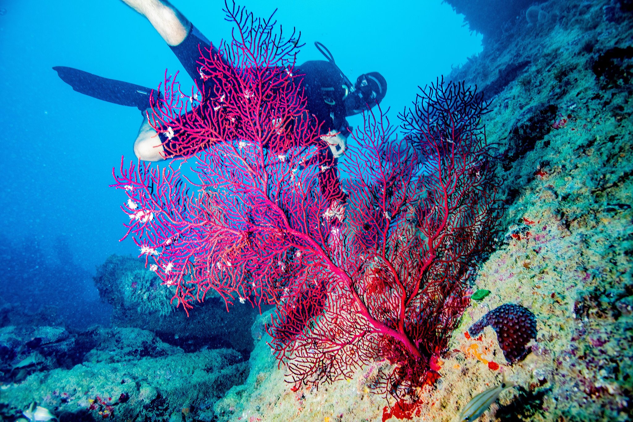 Scuba diver hovering behind a vivid crimson gorgonian sea fan on a rocky reef wall during an Abrolhos tour in Brazil