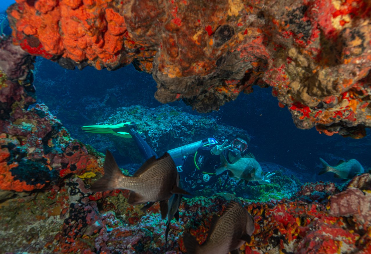 A scuba diver peers through a vibrant underwater rock arch encrusted with orange and red sponges during the Adventurer Diving Course in Fernando de Noronha, with large reef fish swimming in the foreground