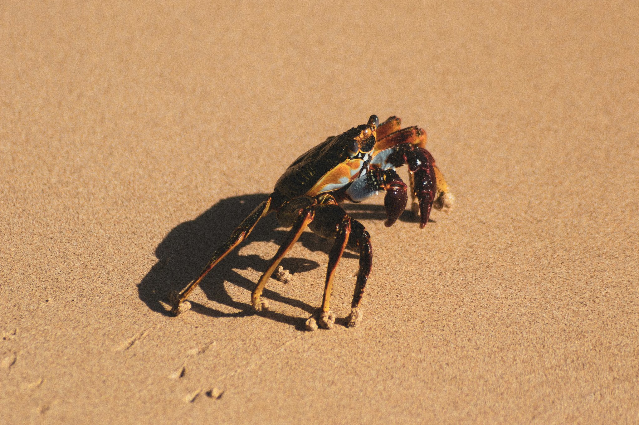 A colourful crab with dark shell and orange-tipped claws crosses a smooth sandy beach in Fernando de Noronha, casting a sharp midday shadow