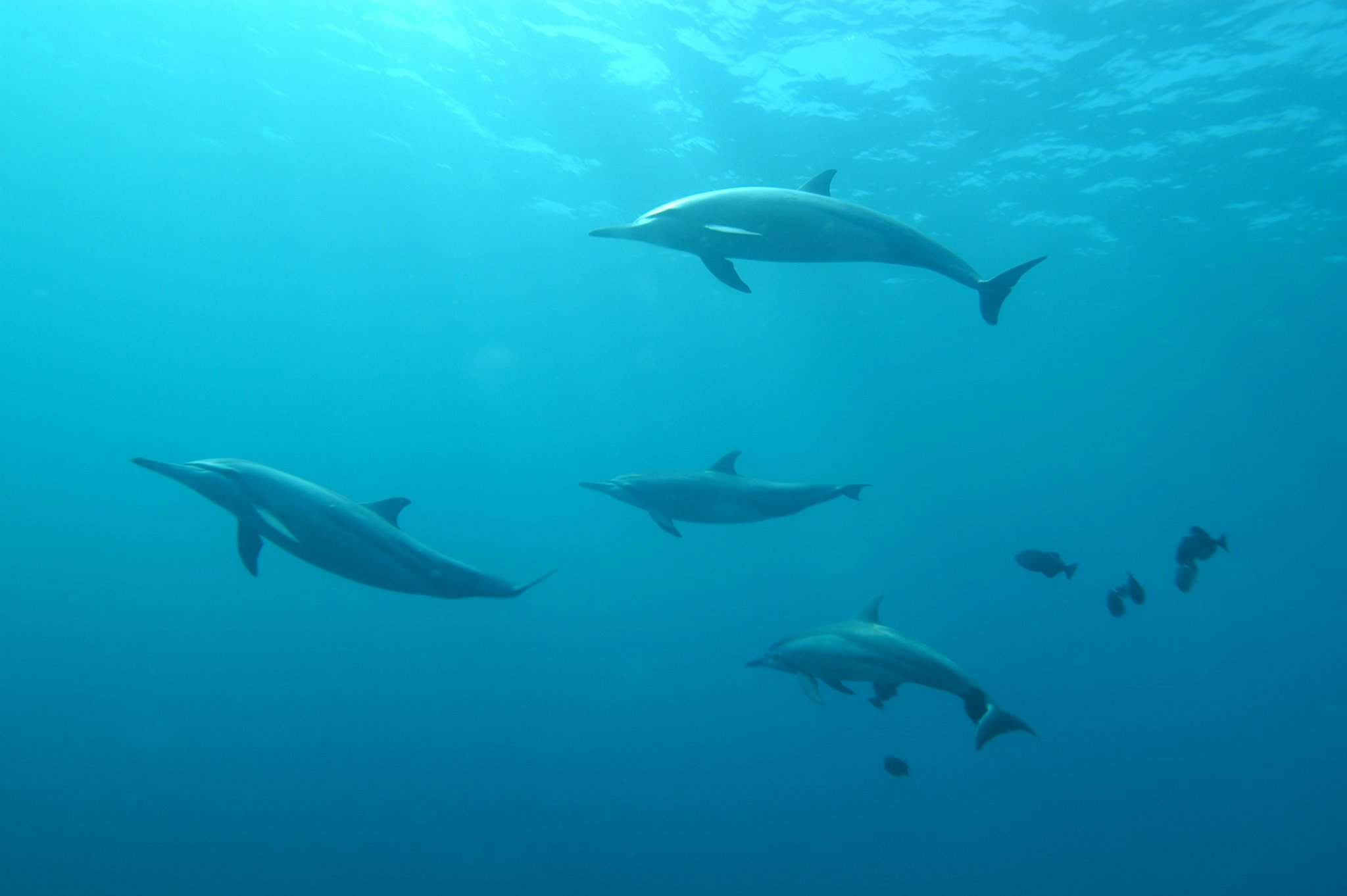A pod of four dolphins gliding through clear blue water near the surface during the Adventurer Diving Course in Fernando de Noronha, with small reef fish visible in the background