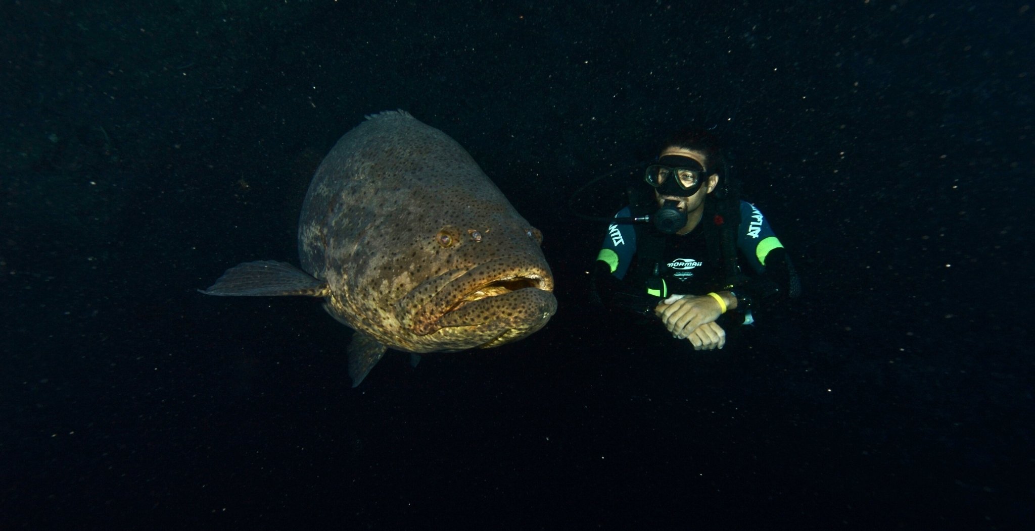 A scuba diver hovers face-to-face with a massive spotted grouper during the Adventurer Diving Course in Fernando de Noronha, surrounded by dark open water