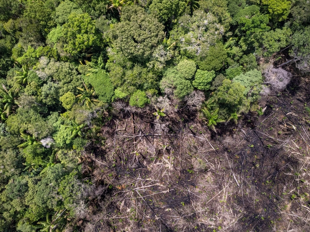 Forest Protection Day: Meet 7 guardians of the Amazon Rainforest