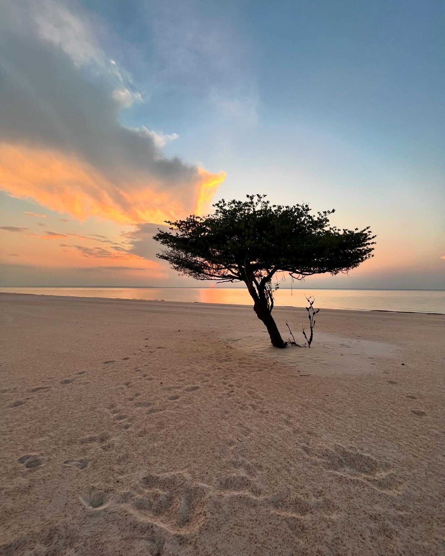 One tree, one beach, infinite sky — a quiet close to the day on the river. A lone wind-shaped tree stands on a wide white-sand beach at sunset during an Amazon cruise from Alter do Chão, with fiery orange clouds reflected on the calm water