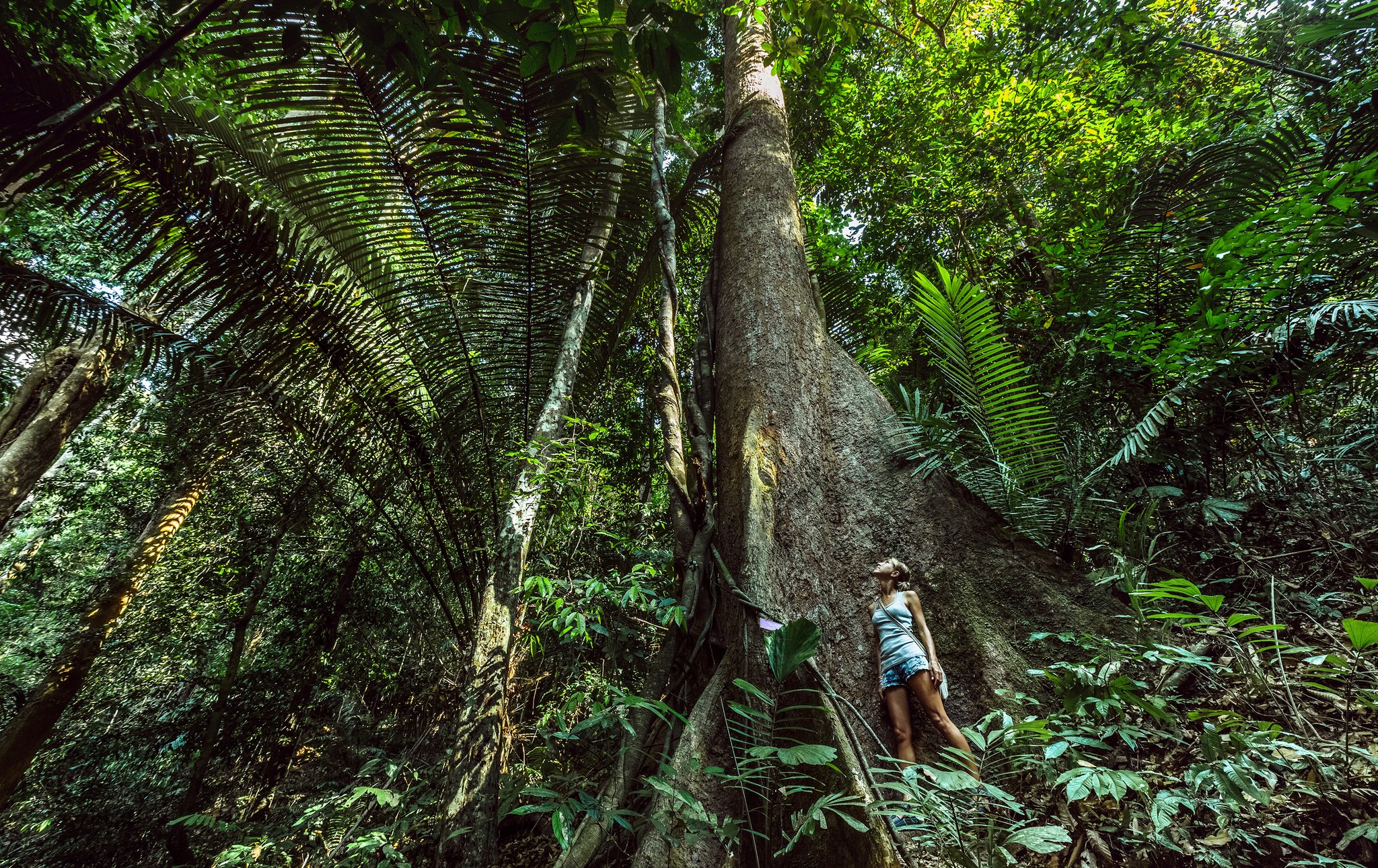 Nine hundred years of rainforest silence, standing right in front of you. Photo: mihtiander A traveller gazes up at the towering buttressed trunk of a giant Samaúma tree during an Amazon cruise from Alter do Chão, surrounded by dense rainforest palms and lianas