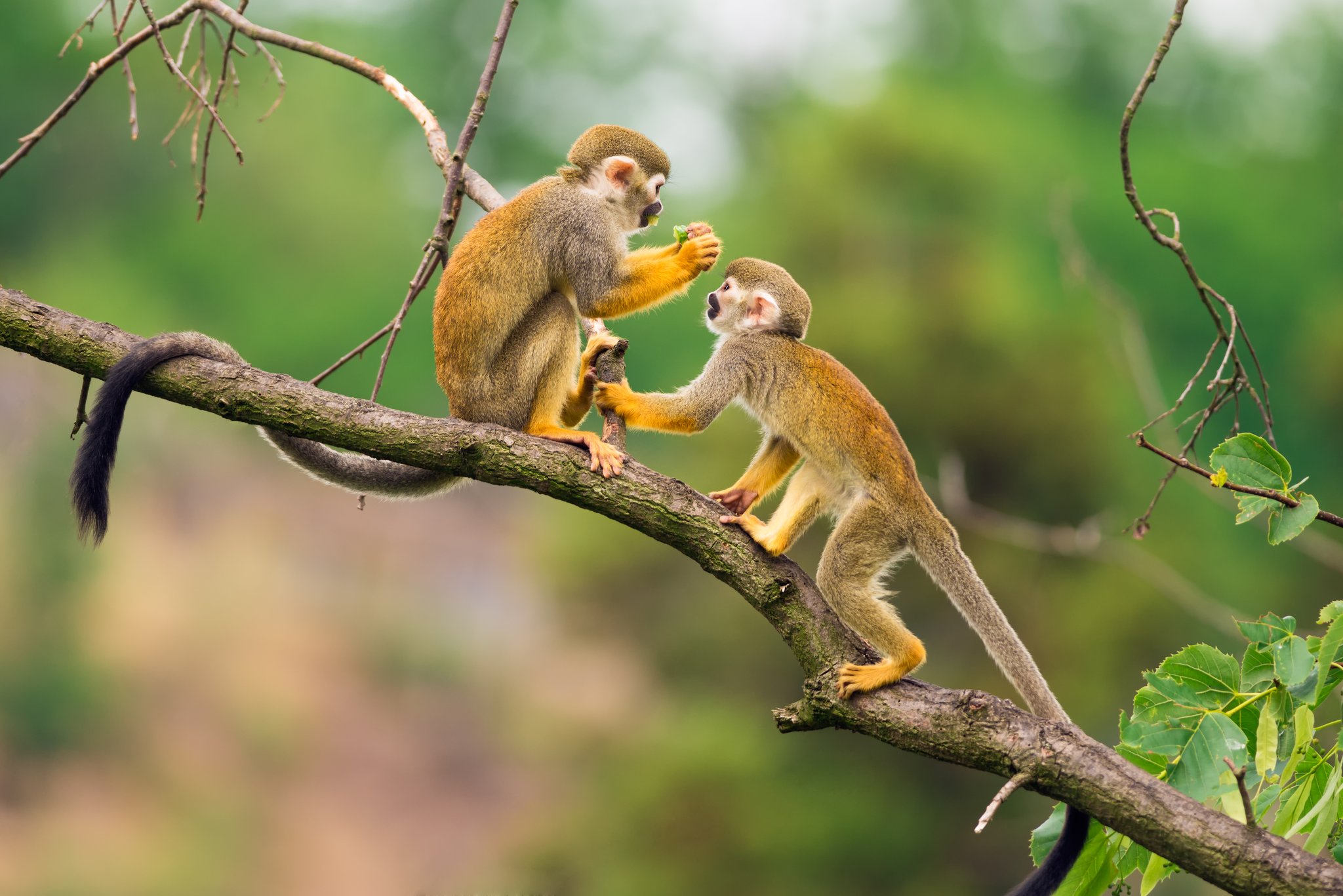 Two squirrel monkeys face each other on a mossy branch during an Amazon cruise from Alter do Chão, one reaching toward a small piece of food held by the other