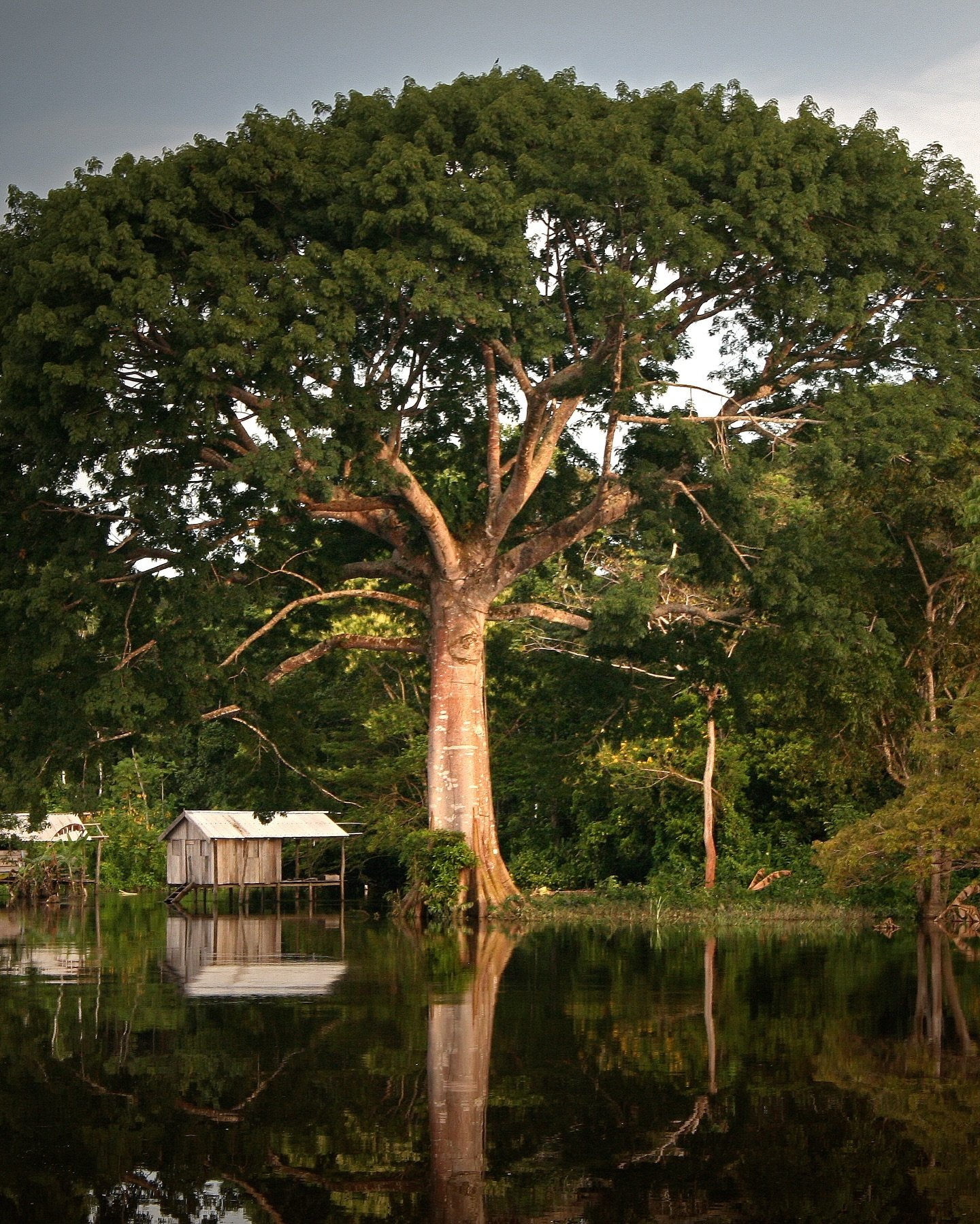 A massive rainforest tree stands at the water's edge during the Amazon river cruise flood season, its trunk and canopy perfectly mirrored in the still dark water beside a small wooden stilt hut