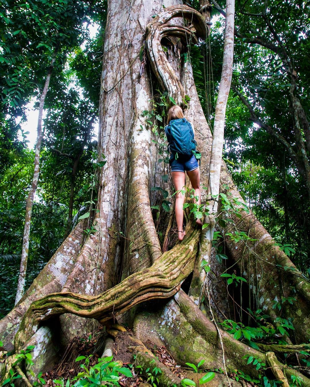 Roots like cathedral arches — and one curious explorer. A backpacker climbs the massive buttress roots of a giant Samaúma tree during an Amazon Cruise Trip in Brazil, dwarfed by the towering trunk wrapped in lianas