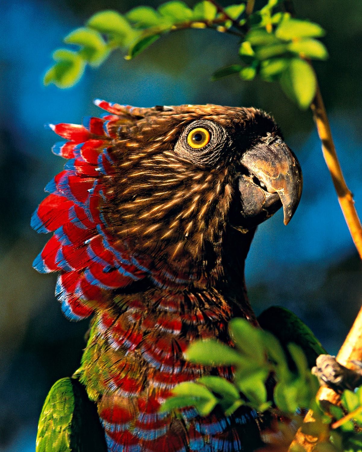 Close-up portrait of a hawk-headed parrot with vivid red and blue neck feathers fanned out and a striking yellow eye, perched among green leaves on an Amazon rainforest cruise