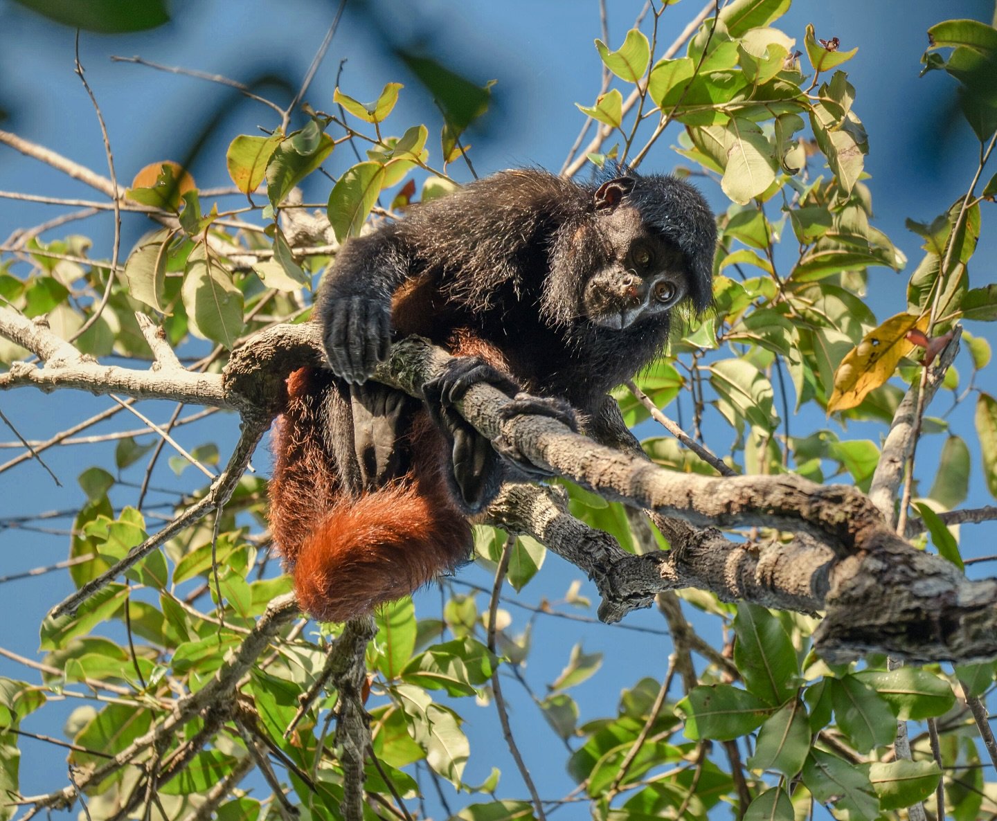 Unhurried, unblinking — a howler monkey holds its branch like it owns the sky. A black-and-red howler monkey perches on a tree branch in the forest canopy, gazing directly at the camera during an Amazon jungle cruise Brazil wildlife excursion