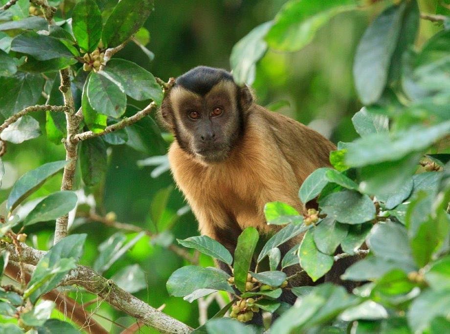 A brown capuchin monkey with a dark cap perches alert among leafy green branches during an Amazon jungle cruise Brazil wildlife excursion
