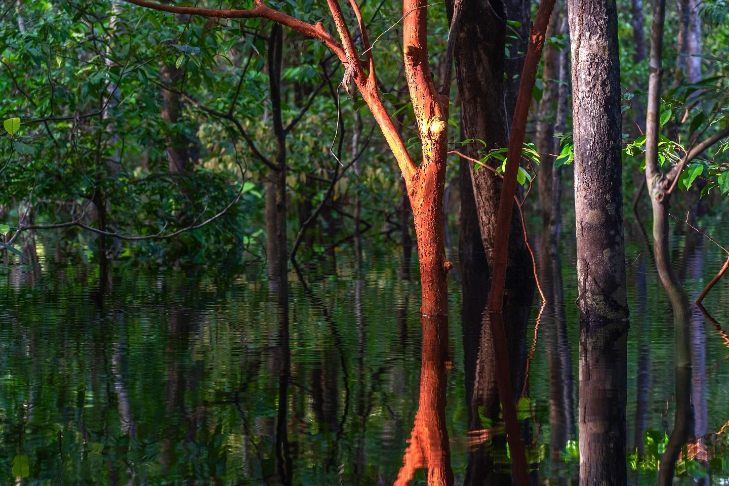 Flooded and luminous — the igapó forest burns copper at golden hour. Sunlight catches the rust-red bark of a tree standing in flooded igapó forest during an Amazon jungle cruise Brazil, with dark mirror-still water reflecting the surrounding canopy