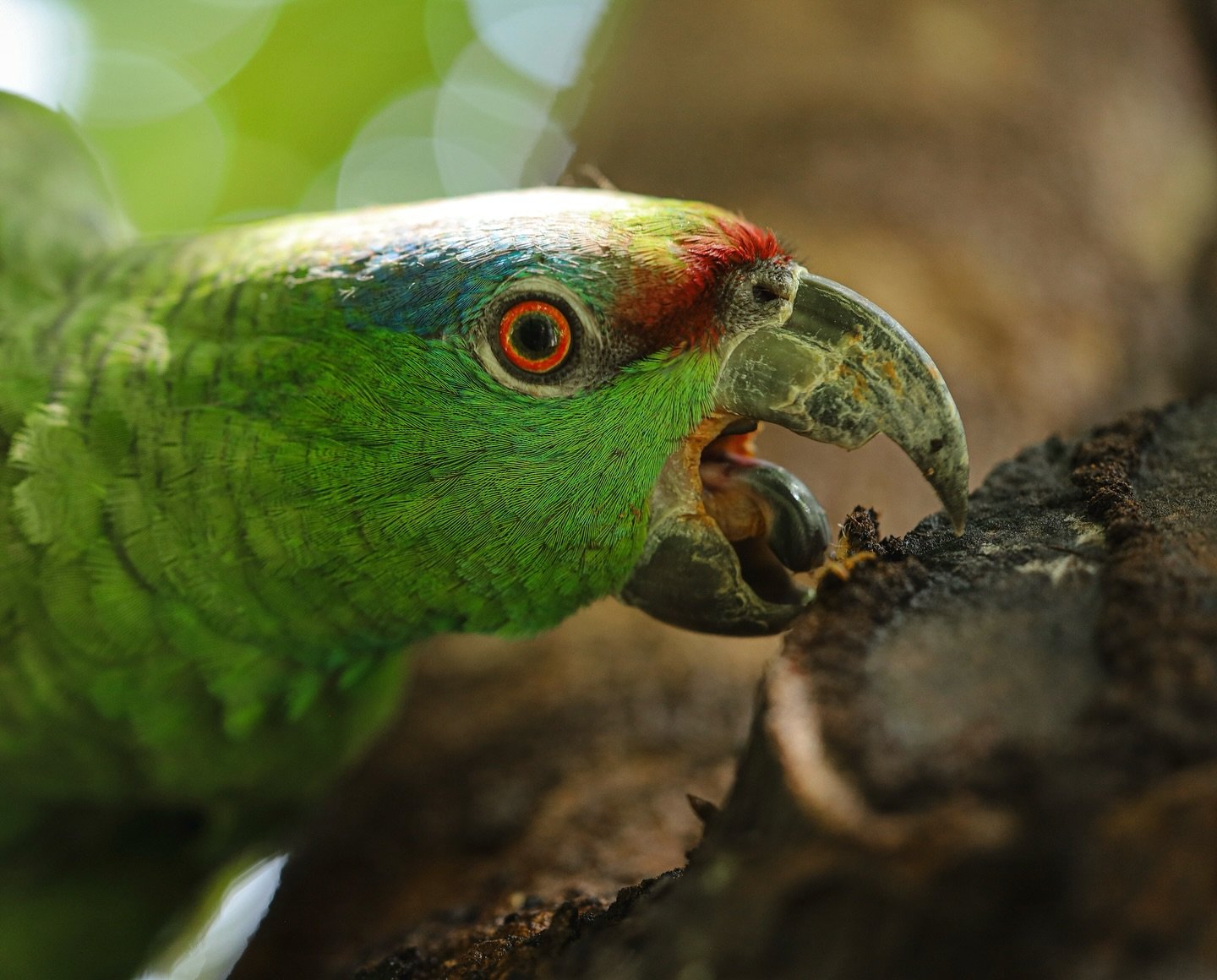 Every feather a different shade of green — this Amazon parrot pauses mid-gnaw to take stock of the world. Extreme close-up of a green Amazon parrot with a red forehead patch and vivid orange eye ring, gnawing on bark during an Amazon jungle cruise Brazil wildlife excursion