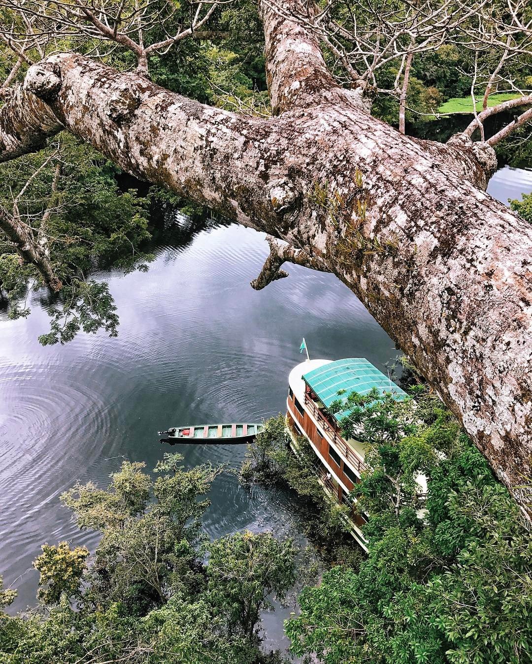Bird's-eye view from a massive lichen-covered tree trunk over a calm dark-water river, with an Amazon jungle cruise Brazil vessel and a narrow wooden canoe moored below among dense rainforest canopy
