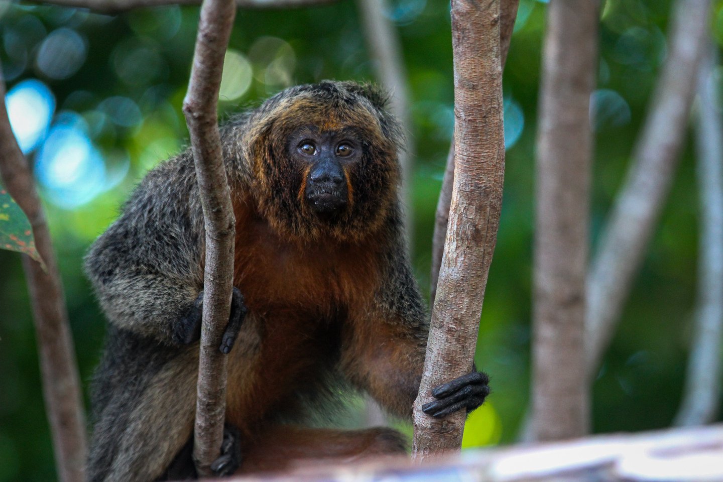 Curious, unblinking, and completely unbothered. A dark-furred saki monkey with a russet chest clings between slender tree trunks in the Amazon jungle cruise Brazil forest canopy, gazing directly at the camera